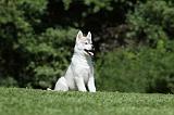 SIBERIAN HUSKY 383